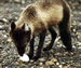 Alaska Artic Fox