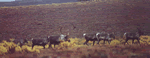 Alaska Caribou Herd